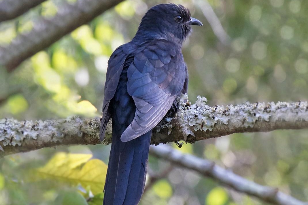Black Cuckoo