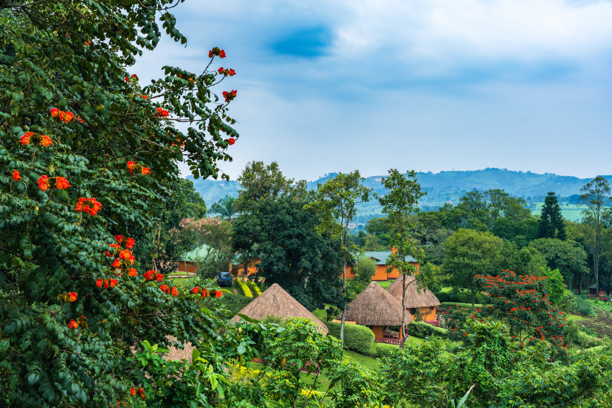 Best Accommodation in Kibale - Chimpanzee Forest Lodge