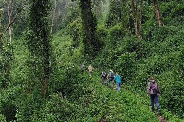 Hiking in Bwindi Forest