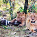 10 Day Murchison and Kidepo Safari with Ziwa Rhinos