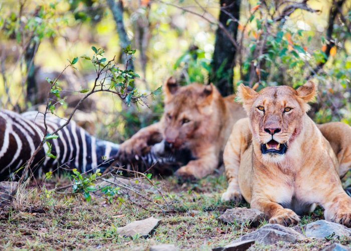 10 Day Murchison and Kidepo Safari with Ziwa Rhinos