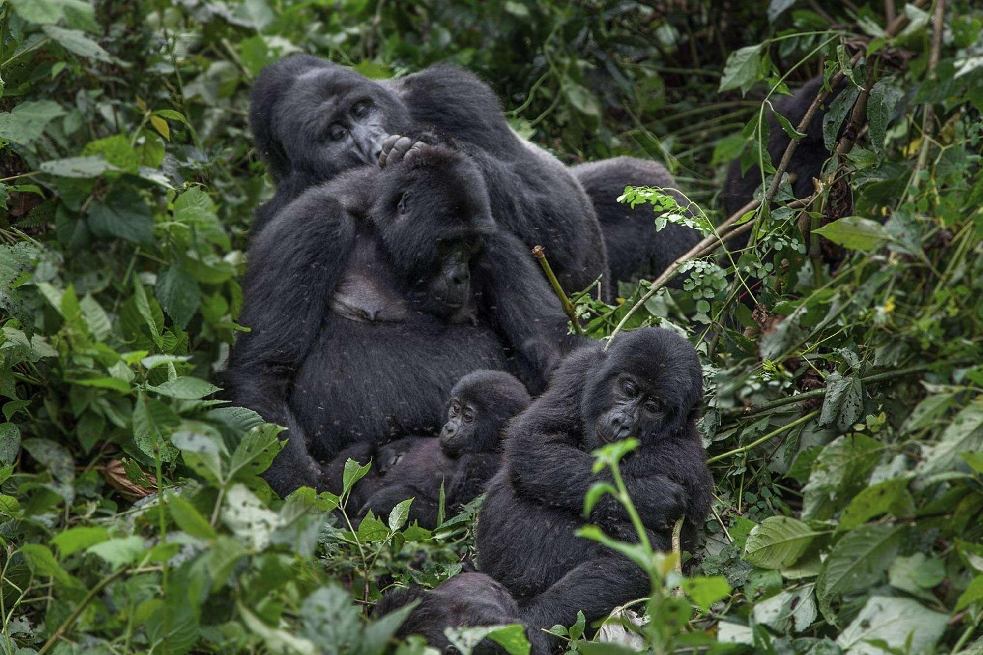 Things to Do in Bwindi Impenetrable Forest National Park