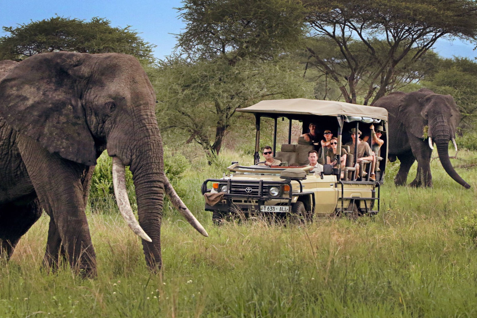 Where to See Elephants in Tanzania